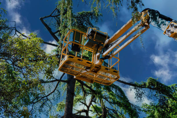 Trusted San Tan Valley, AZ Tree Removal Experts